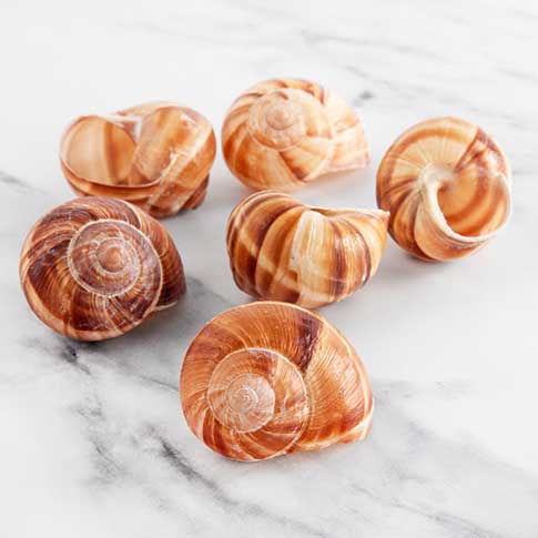 Extra Large Escargot Shells