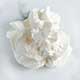 Creme Chantilly-Vanilla Whipped Cream