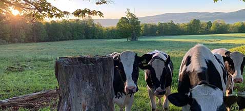 Dairy cows