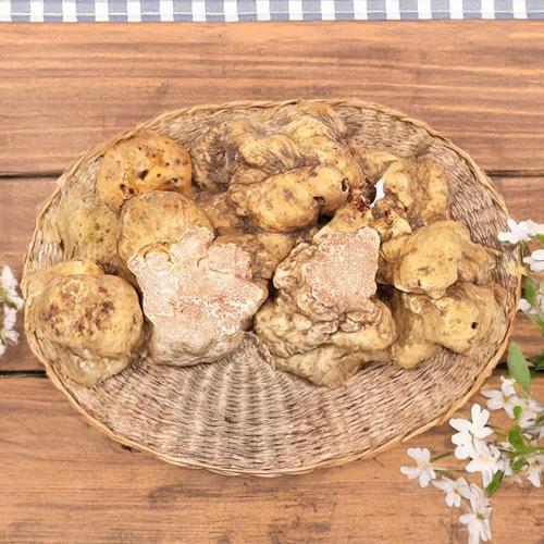 Fresh Bianchetto Spring White Truffles